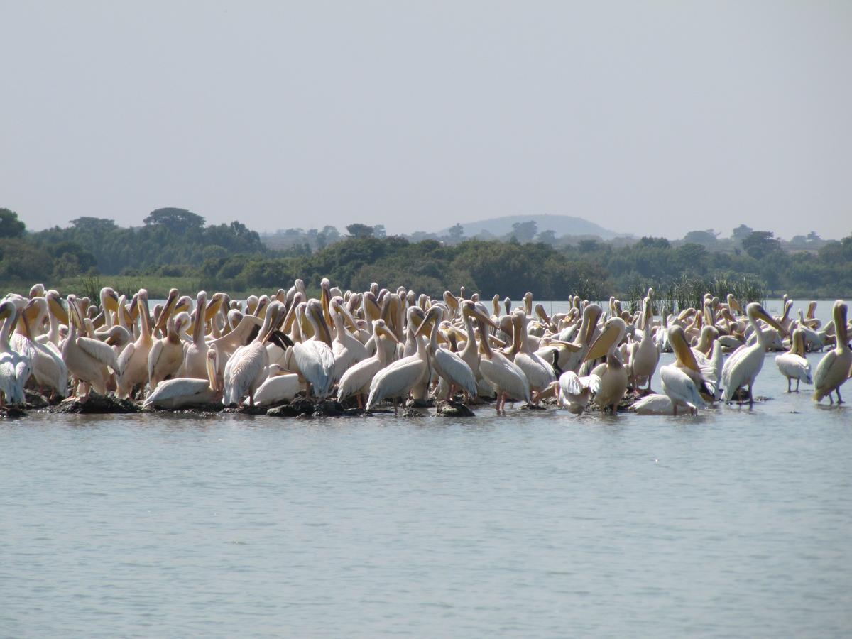 Lakemark Hotel And Tour Service Bahir Dar Eksteriør bilde